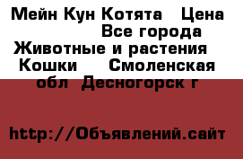 Мейн Кун Котята › Цена ­ 15 000 - Все города Животные и растения » Кошки   . Смоленская обл.,Десногорск г.